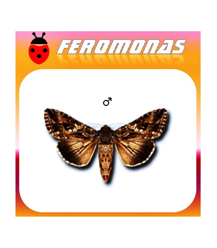 Feromonas para Trichoplusia ni Gusano gris de la col