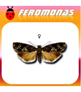 Feromonas para ZEIRAPHERA DINIANA Tortricido del alerce