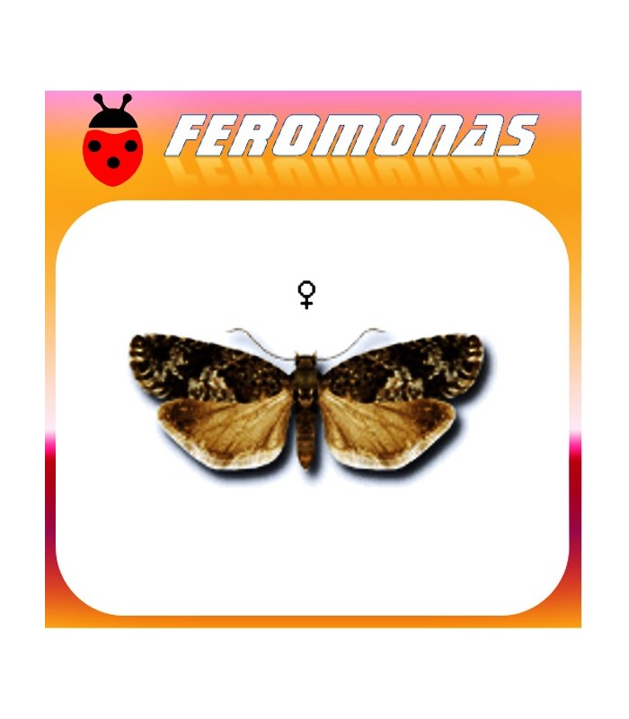 Feromonas para ZEIRAPHERA DINIANA Tortricido del alerce