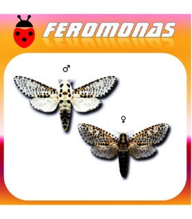 Feromonas para Zeuzera pyrina barrenador amarillo