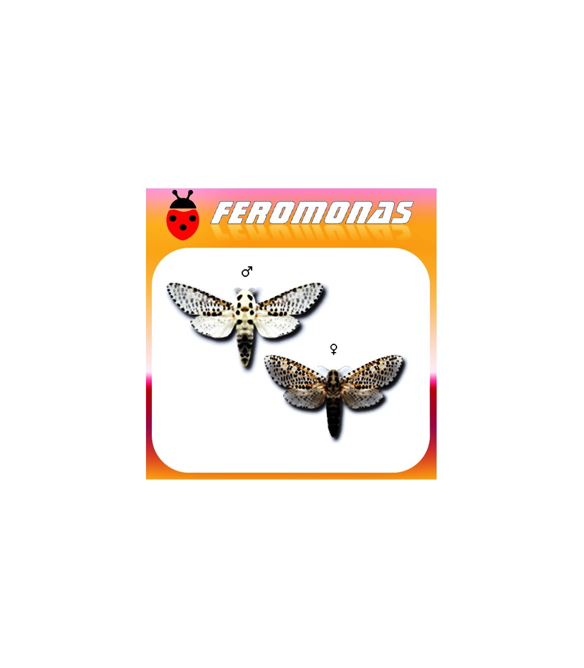 Feromonas para Zeuzera pyrina barrenador amarillo