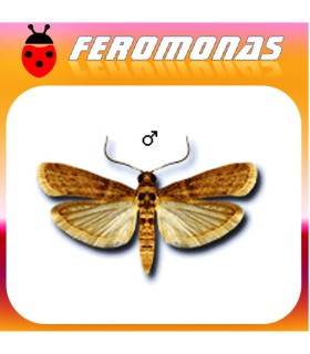 Feromonas para EPHESTIA CAUTELLA Polilla bandeada de los higos secos