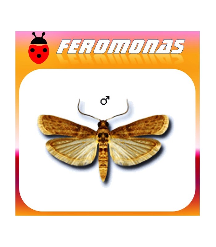 Feromonas para EPHESTIA CAUTELLA Polilla bandeada de los higos secos