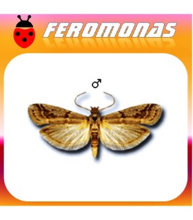 Feromonas para EPHESTIA ELUTELLA Polilla del cacao
