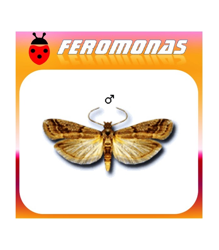 Feromonas para EPHESTIA ELUTELLA Polilla del cacao