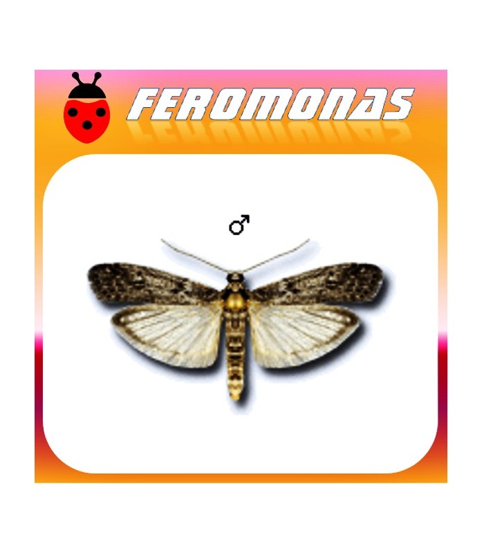Feromonas para EPHESTIA (ANAGASTA) KUEHNIELLA Polilla de la harina