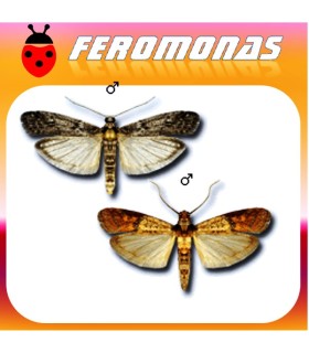 Feromonas para EPHESTIA / PLODIA Polillas de la harina