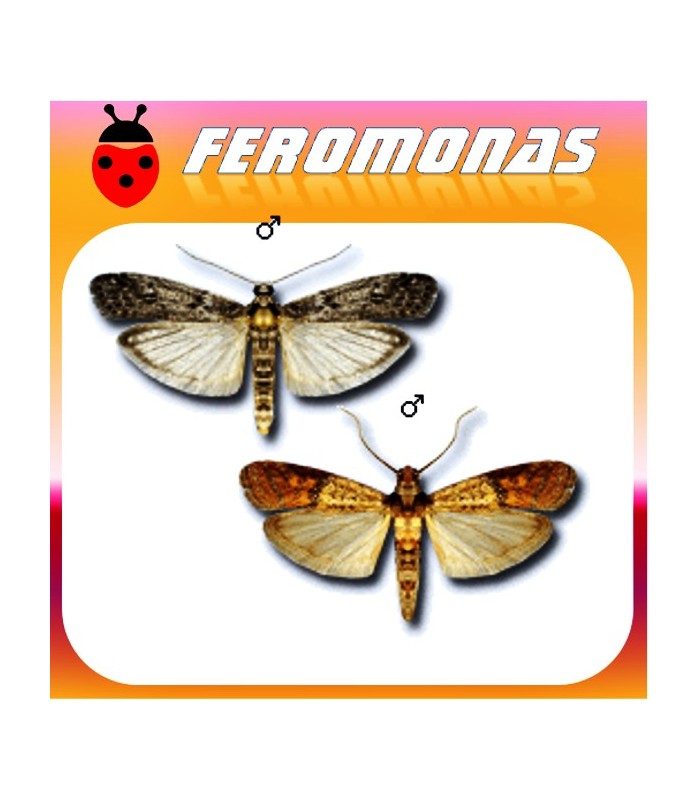 Feromonas para EPHESTIA / PLODIA Polillas de la harina