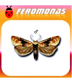 Feromonas para EUPOECILIA (CLYSIA) AMBIGUELLA Cochylis de la vid