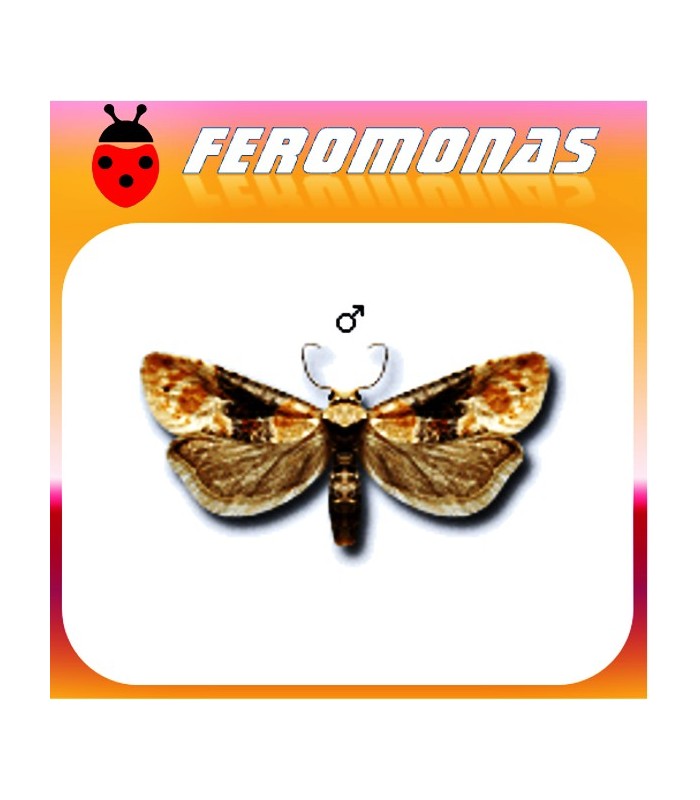 Feromonas para EUPOECILIA (CLYSIA) AMBIGUELLA Cochylis de la vid