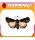 Feromonas para EUXOA OCHROGASTER Gusano cortador