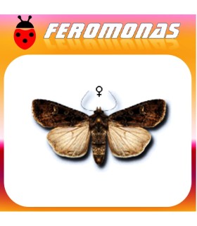 Feromonas para EUXOA OCHROGASTER Gusano cortador