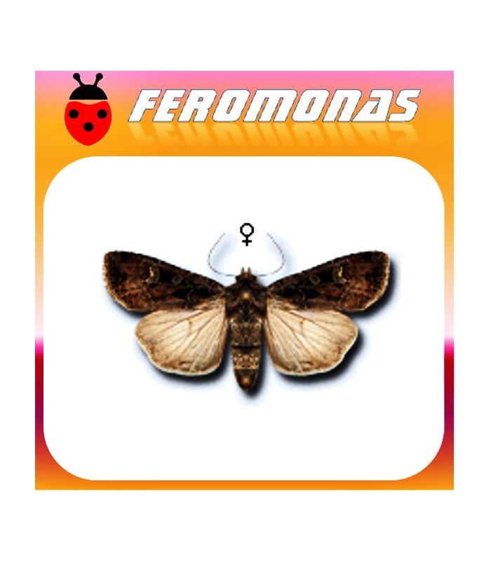 Feromonas para EUXOA OCHROGASTER Gusano cortador
