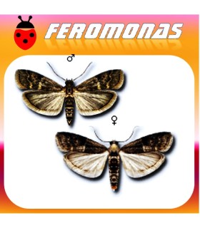 Feromonas para EUZOPHERA BIGELLA Polilla del membrillo