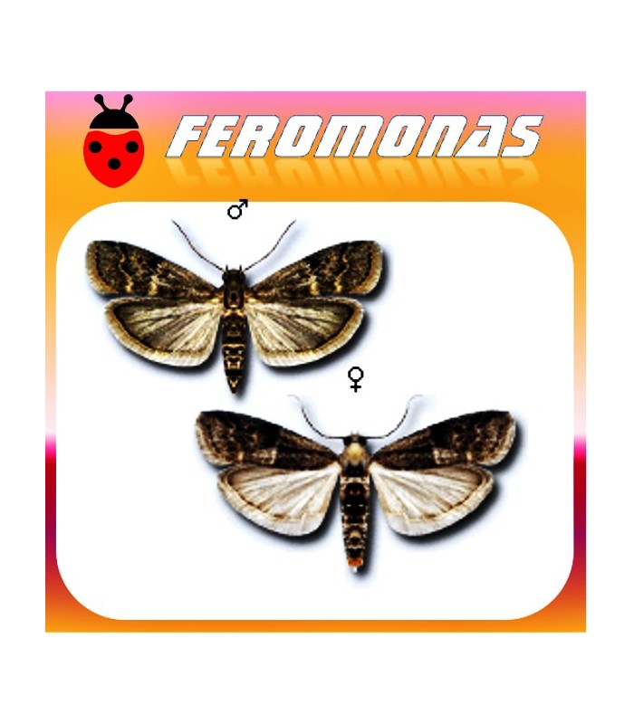 Feromonas para EUZOPHERA BIGELLA Polilla del membrillo