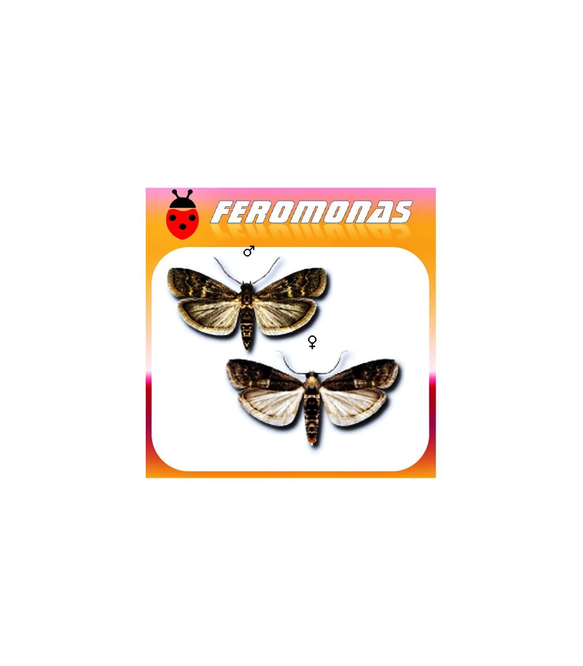 Feromonas para EUZOPHERA BIGELLA Polilla del membrillo