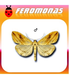 Feromonas para EVERGESTIS FORFICALIS Pirálido de la col