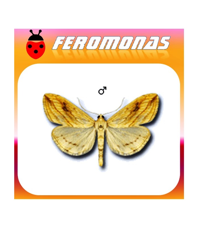 Feromonas para EVERGESTIS FORFICALIS Pirálido de la col