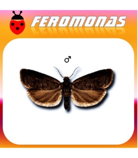 Feromonas para GRAPHOLITA (LASPEYRESIA) FUNEBRANA Polilla de las ciruelas