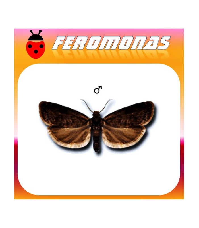 Feromonas para GRAPHOLITA (LASPEYRESIA) FUNEBRANA Polilla de las ciruelas