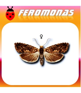 Feromonas para GRAPHOLITA (LASPEYRESIA) LOBARZEWSKI