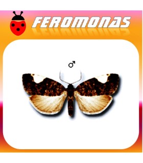Feromonas para HEDYA DIMIDIANA
