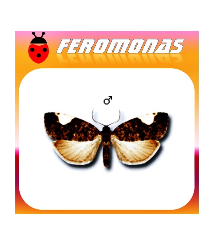 Feromonas para HEDYA DIMIDIANA