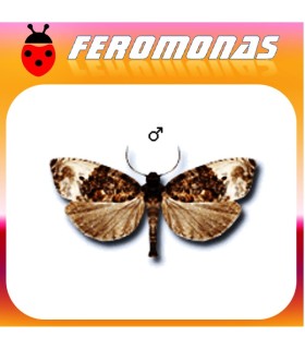 Feromonas para HEDYA NUBIFERANA Tortrícido verde de los brotes