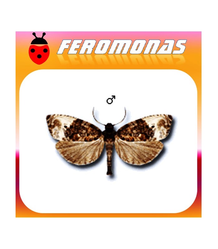 Feromonas para HEDYA NUBIFERANA Tortrícido verde de los brotes