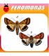 Feromonas para HELIOTHIS (HELICOVERPA) ARMIGERA Oruga del tomate