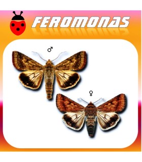 Feromonas para HELIOTHIS (HELICOVERPA) ARMIGERA Oruga del tomate