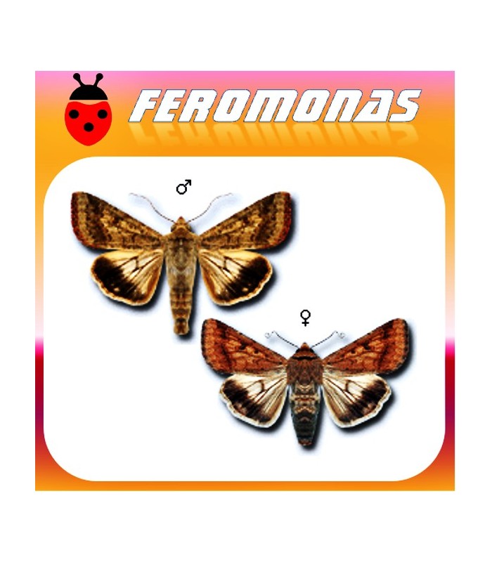 Feromonas para HELIOTHIS (HELICOVERPA) ARMIGERA Oruga del tomate
