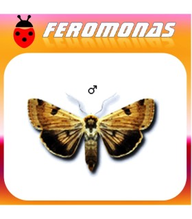 Feromonas para HELIOTHIS (HELICOVERPA) PELTIGERA heliotis del tomate