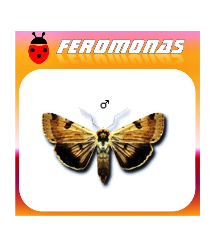 Feromonas para HELIOTHIS (HELICOVERPA) PELTIGERA heliotis del tomate