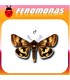Feromonas para HELIOTHIS VIRIPLACA Veteado del trébol
