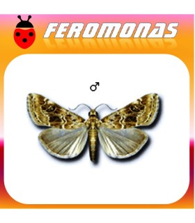 Feromonas para HELLULA UNDALIS polilla de la col