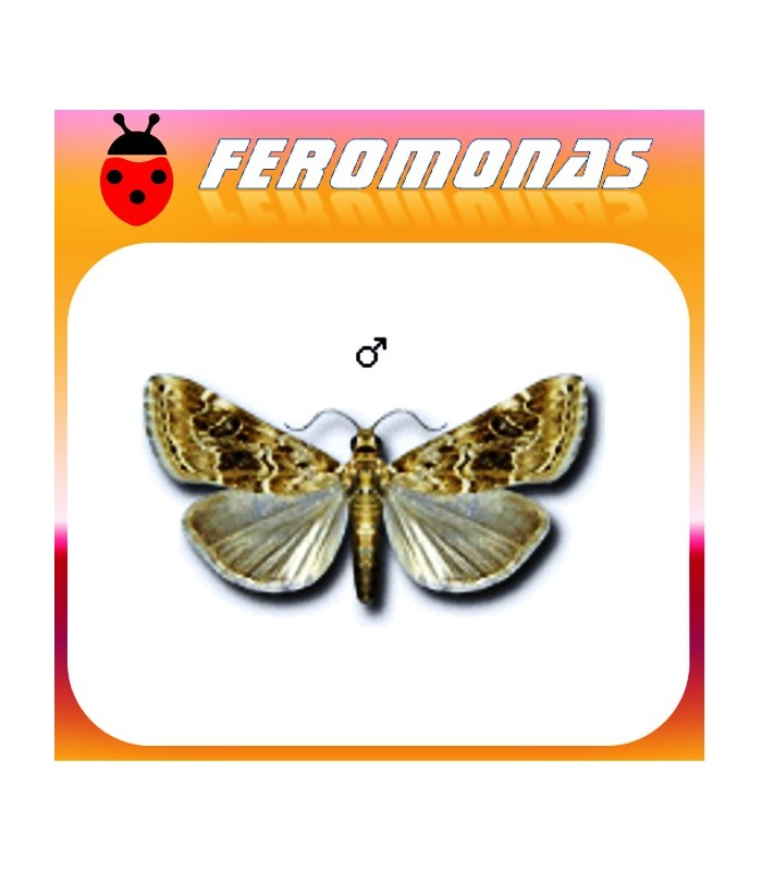 Feromonas para HELLULA UNDALIS polilla de la col