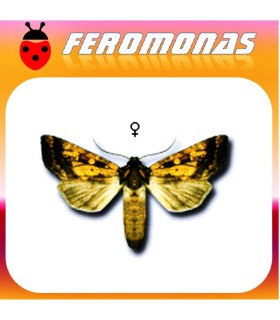 Feromonas para HYDROECIA (GORTYNA) XANTHENES Taladrio de la alcachofa