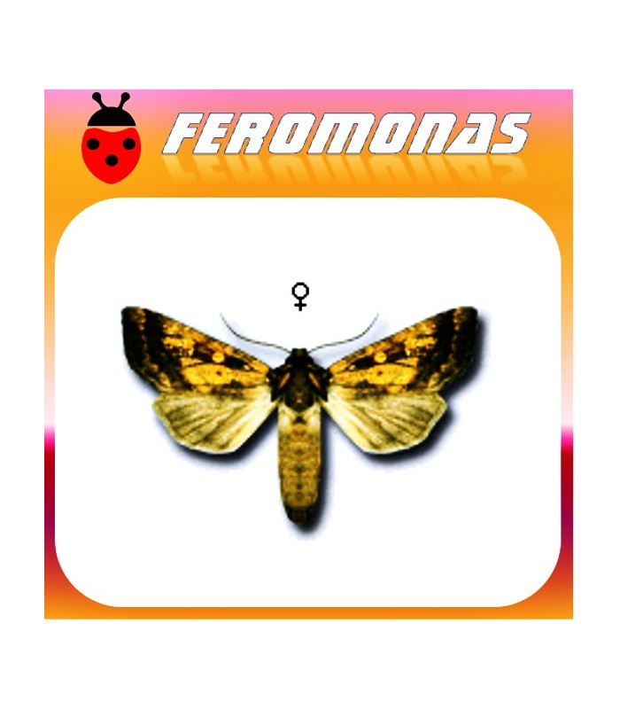 Feromonas para HYDROECIA (GORTYNA) XANTHENES Taladrio de la alcachofa