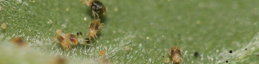 Araña roja