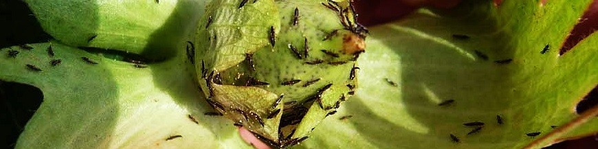 Control biologico de trips frankliniella occidentalis