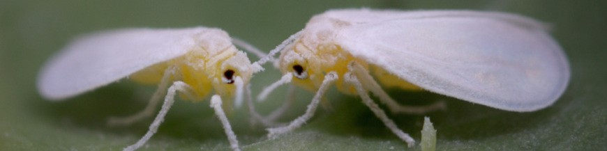 MOSCA BLANCA 