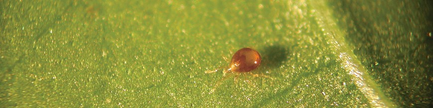 Amblyseius degenerans