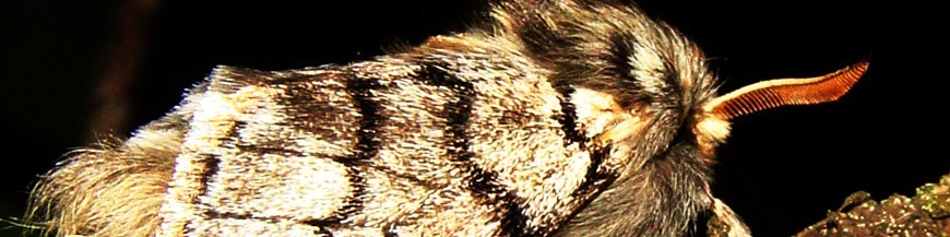 Procesionaria del pino