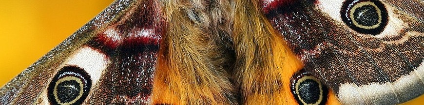 POLILLAS (Lepidópteros)