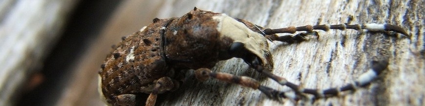 ESCARABAJOS (Coleópteros)