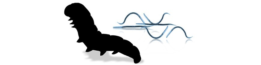 NEMATODOS