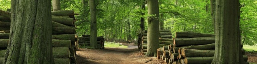 TRAMPAS FORESTALES