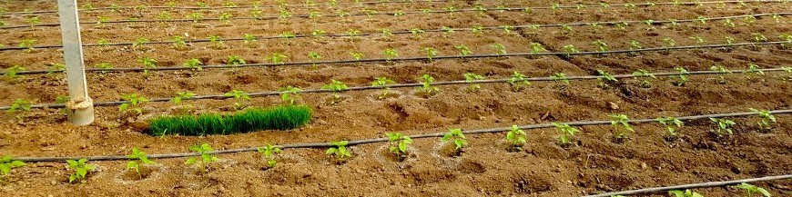 Planta banco o banker plants para establecimiento de la fauna auxiliar