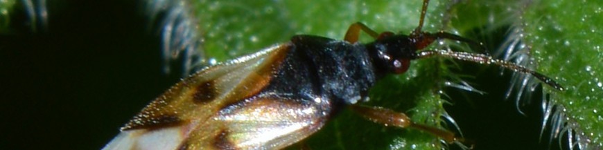 Antohocoris nemorales enemigo natural de psilidos y chinches de encaje